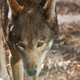 Image for article titled America's Forgotten Wolf Still Lives In North Carolina